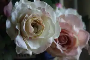 Close-up of pale cream and blush-pink roses in soft natural light, showcasing delicate petal textures and subtle colour gradients.